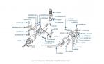 Fuel Pumps & Components chassis numbers 40194-50757 & 01557-05036 (Fuel Injected Cars)