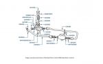 Carburetor Filter & Pipes (SU Carburetor, chassis 30000-50757 & 01557-05036) chassis numbers 30000-41648 (not USA, Canada or Japan)