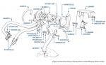 Exhaust Gas Recirculation, Corniche & Continental, chassis numbers 05037-16968 (Australia) 